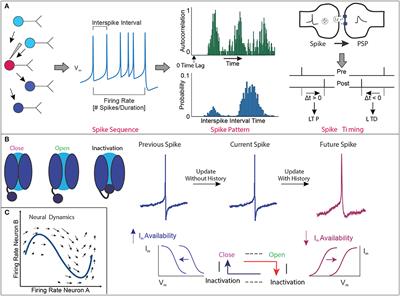 Light/Clock Influences Membrane Potential Dynamics to Regulate Sleep States